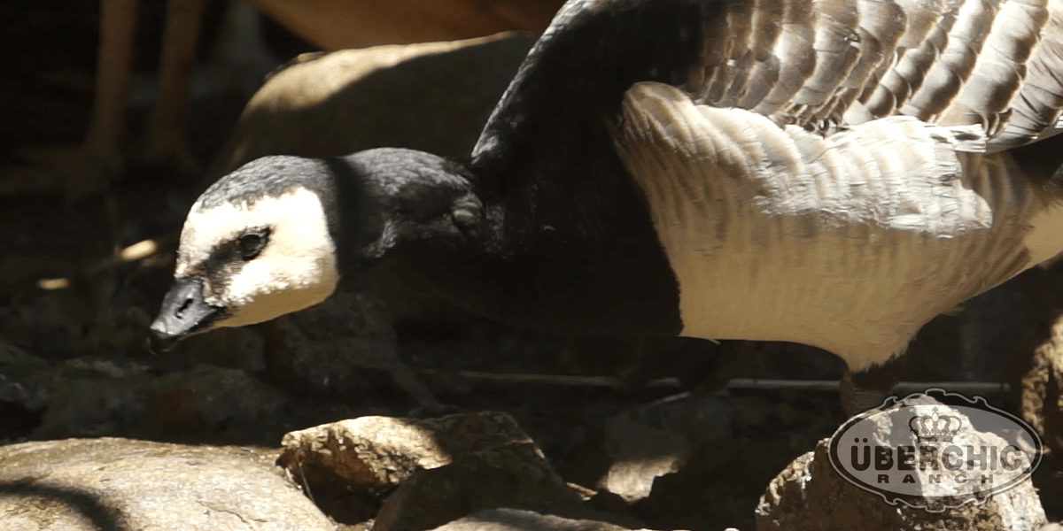 Barnacle Geese Überchic Ranch